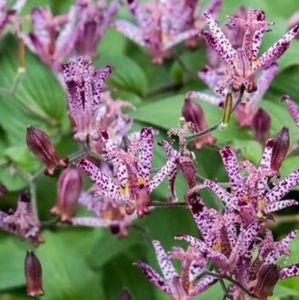 Japanese Toad Lily 💜  5 plants $25
